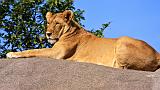 TANZANIA - Serengeti National Park - Leonessa su Kopjies - 18